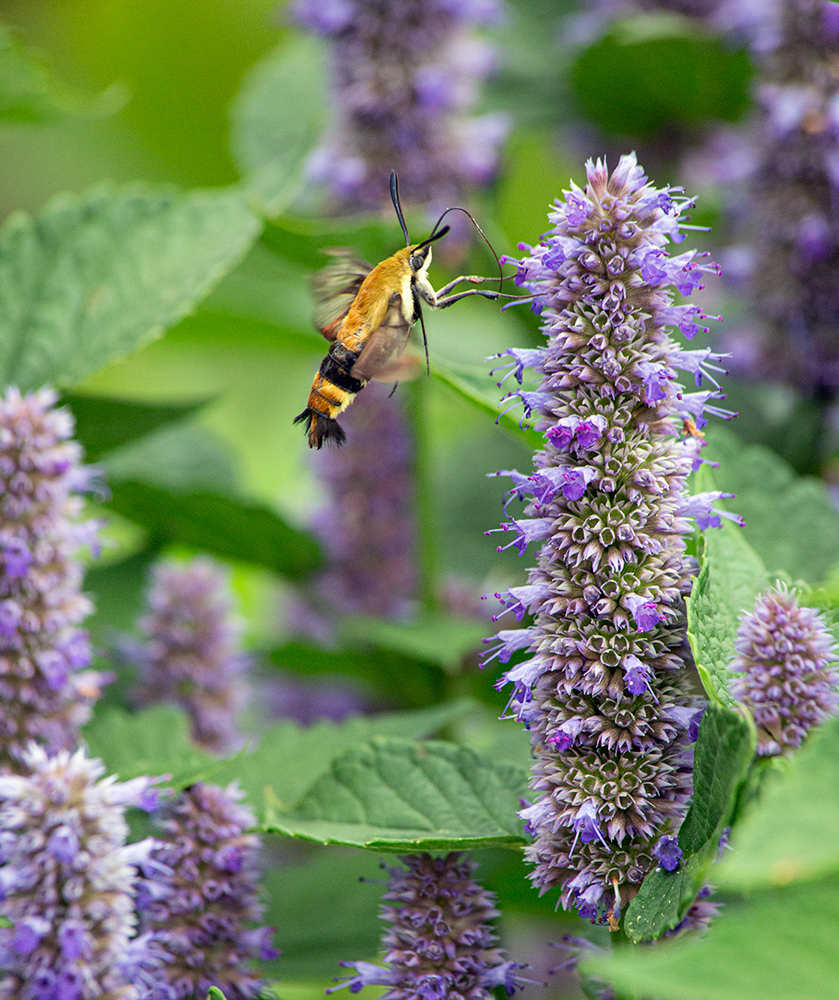 Hummingbird clearwing moth on anise hyssop blossoms