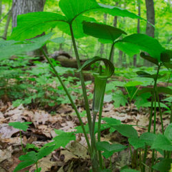 Jack-in-the-pulpit blossom