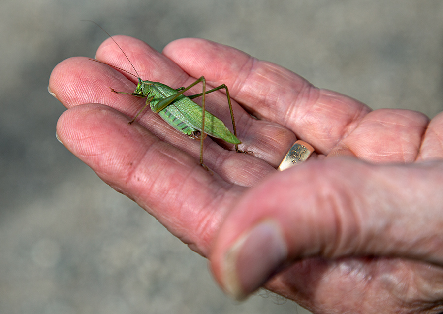 A hand holding a green katydid