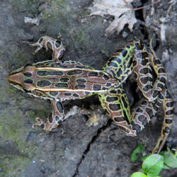 leopard frog on mud