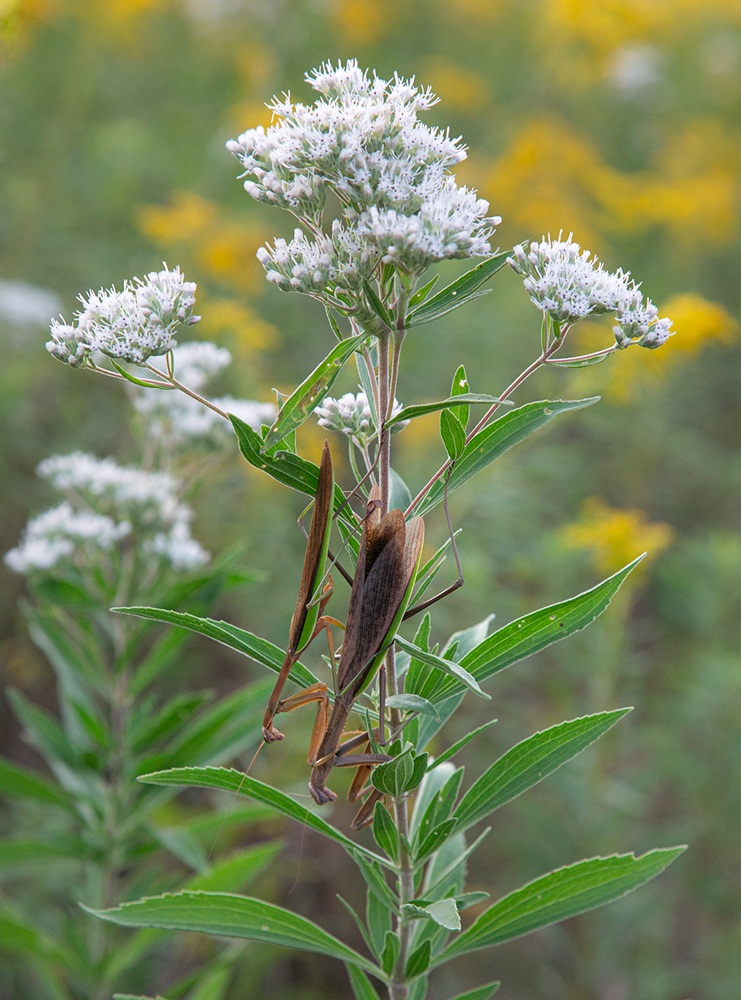 Praying mantises mating on a boneset flower