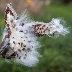 milkweed seeds blowing in the wind