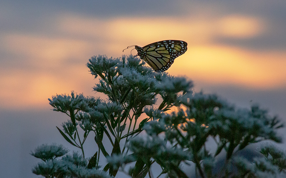 Monarch on boneset silhouetted by the sunset