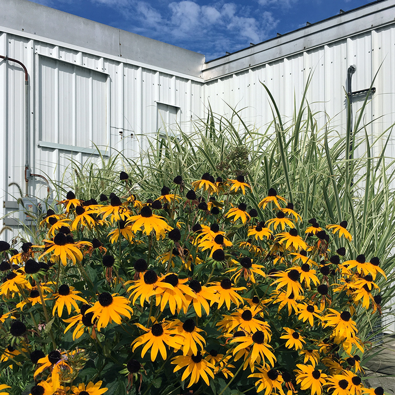 A patch of black-eyed Susans in front of a white steel structure