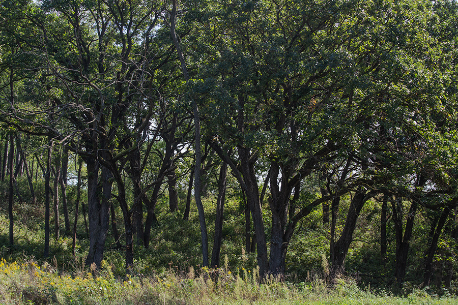 a stand of oak trees