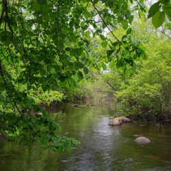 The Oconomowoc River with overhanging trees