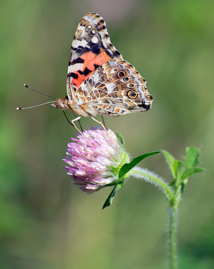 a painted lady butterfly on clover blossom