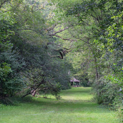 a wide, grassy trail through woodland