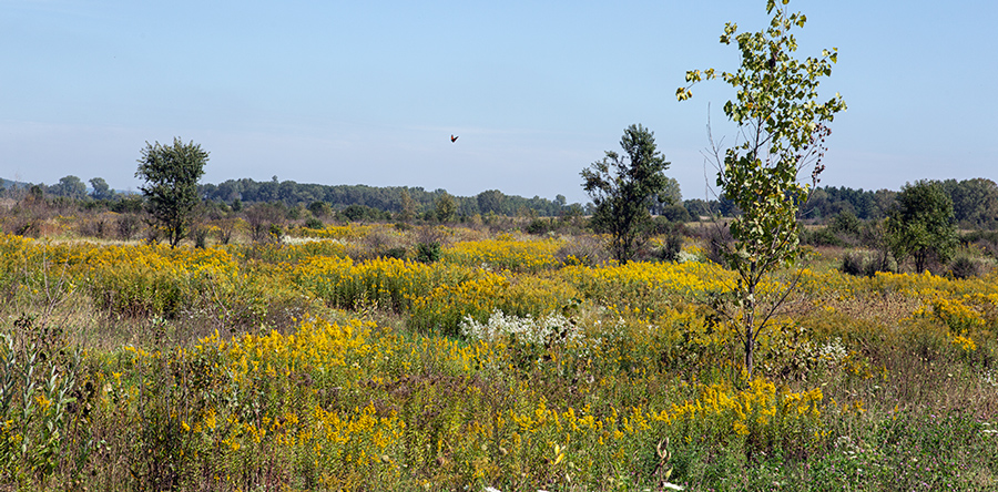 Sauk Prairie State Recreation area prairie with goldenrod and other wildflowers