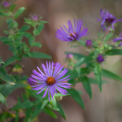 purple asters