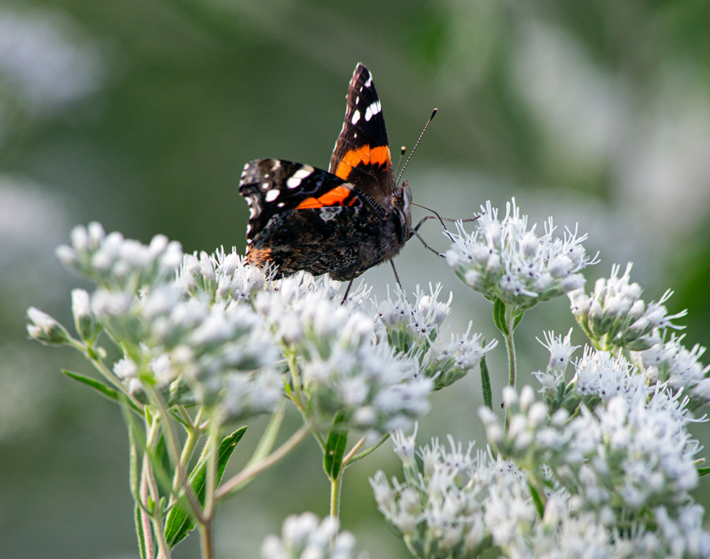 Red admiral butterfly on boneset