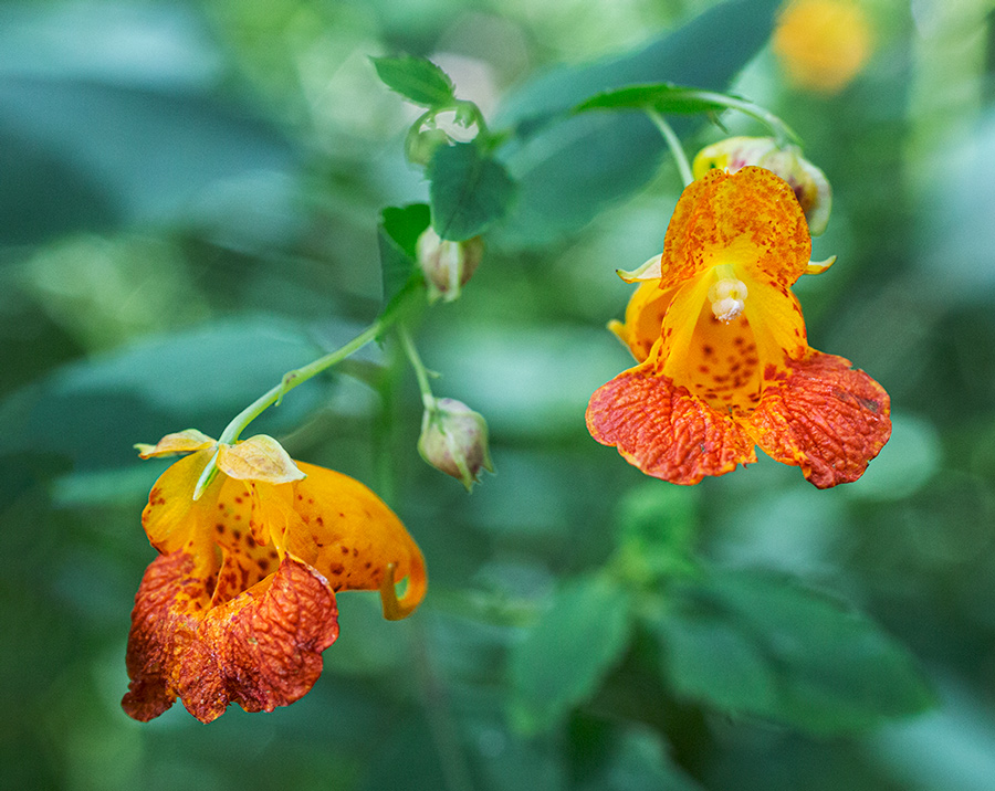 jewel weed blossoms