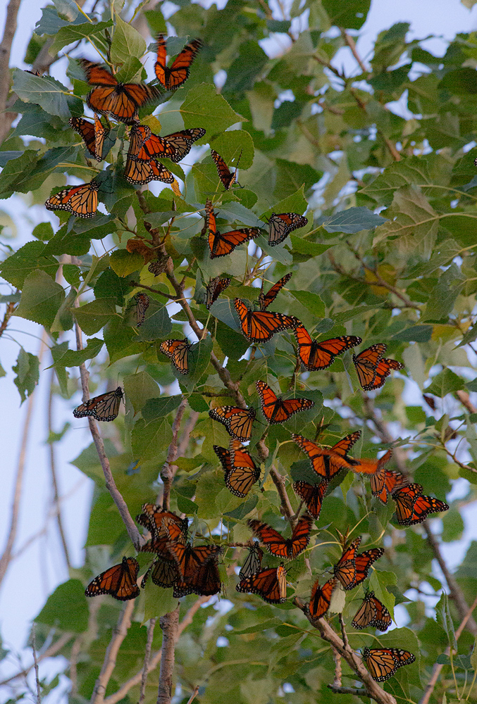 Monarchs settling in to roost for the night