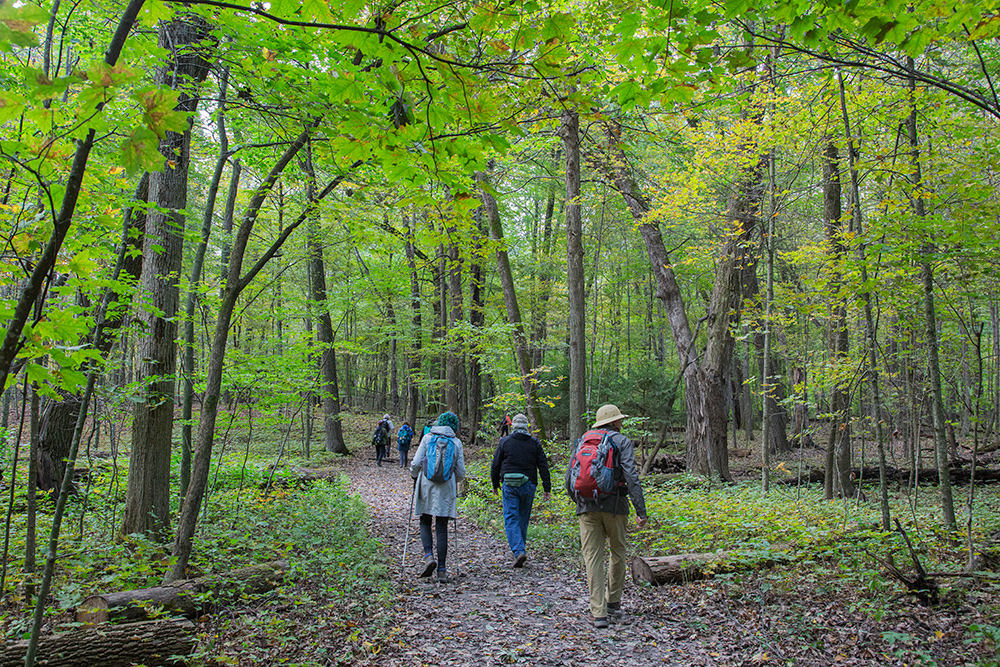 a group of hikers on a trail in a woodland