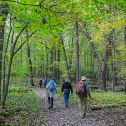 Several hikers on a trail in a woodland