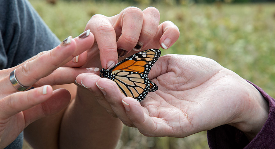 a close up of three hands holding a monarch butterfly for tagging