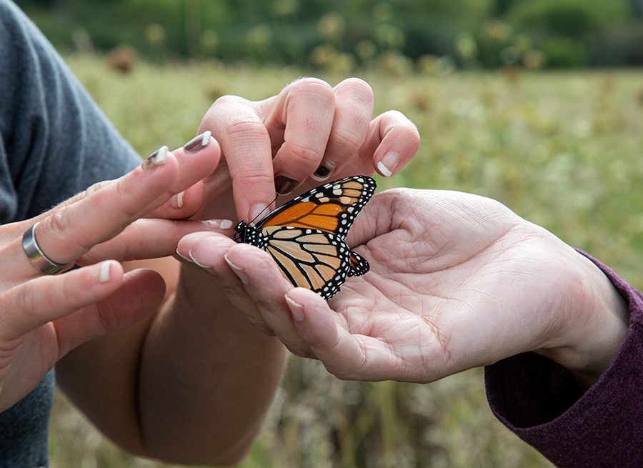 three hands holding a Monarch butterfly for tagging