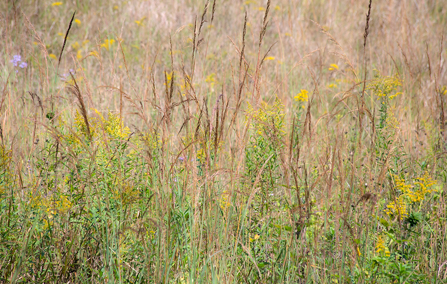 A meadow with grasses and goldenrod