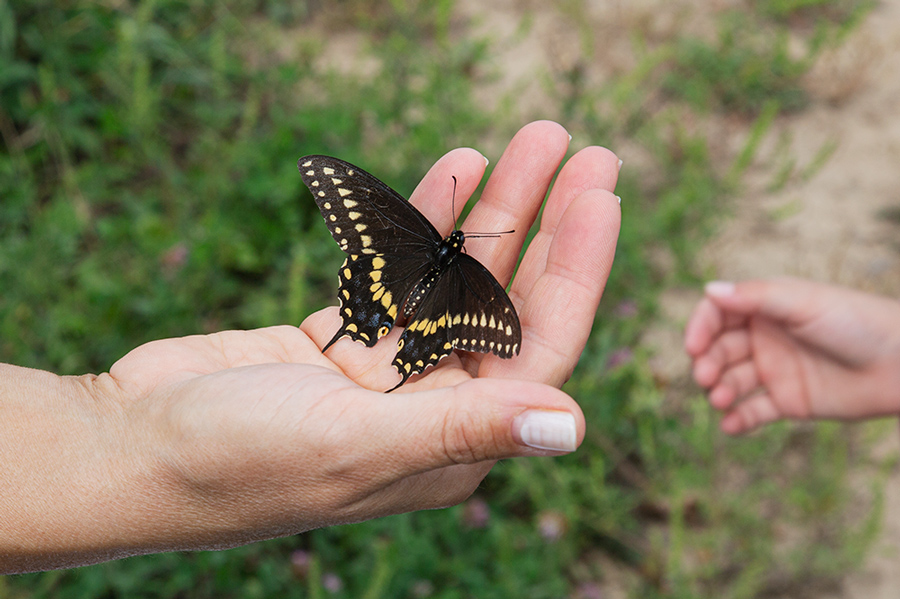 an open palm holding a tiger swallowtail butterfly