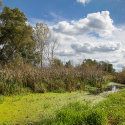 wetland