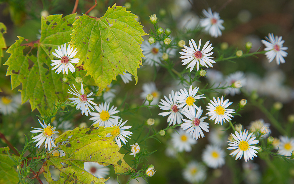 White aster blossoms and wild grape leaves