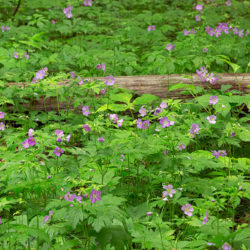 a patch of wild geraniums