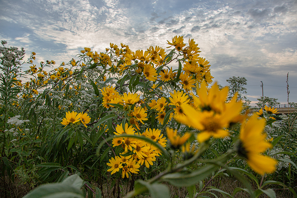 Sunflowers tossing in the breeze