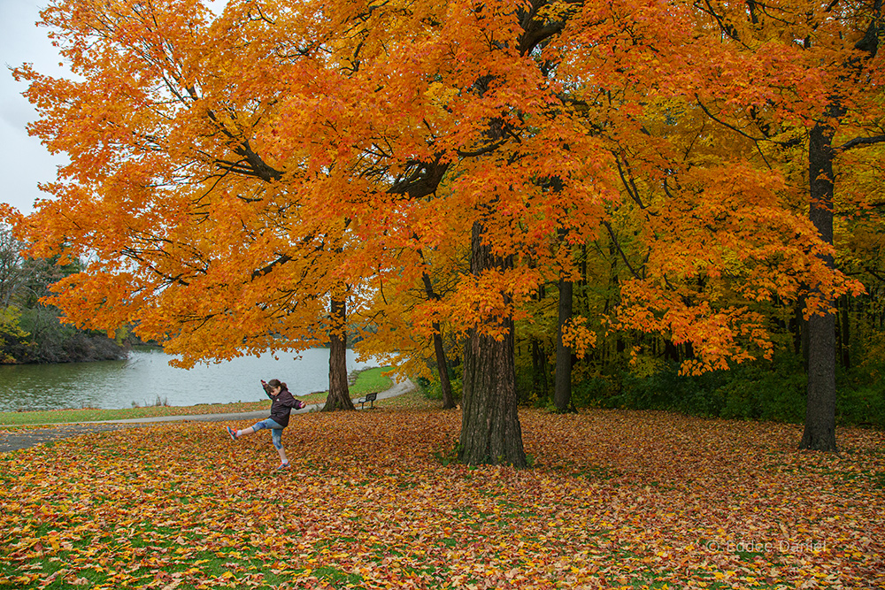 girl kicking leaves under bright orange maple tree at Jackson Park