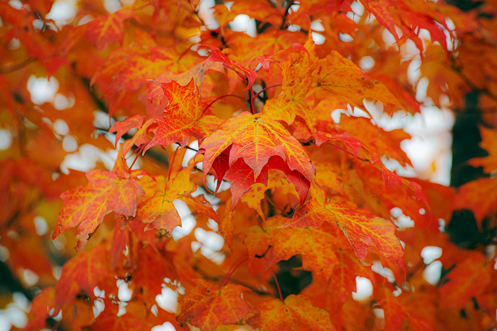 Red maple leaves at Mequon Rotary Park