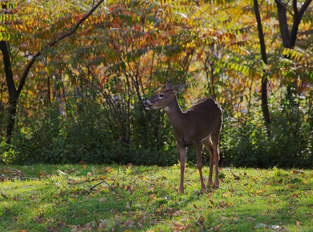 white tail deer on grass in Estabrook Park