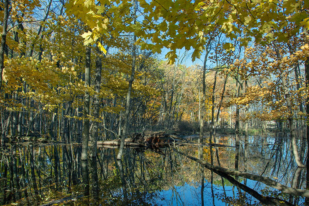 wetland pond reflecting autumn colors