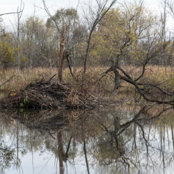 Beaver lodge