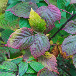 Brambles in autumn