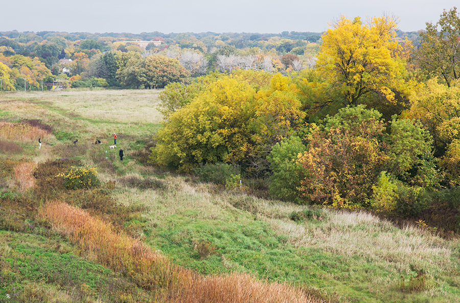 Dog walkers crossing into Sanctuary Woods from County Grounds Park