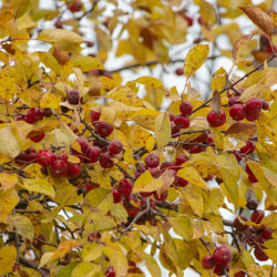 Crab apple in autumn