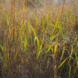 prairie grass