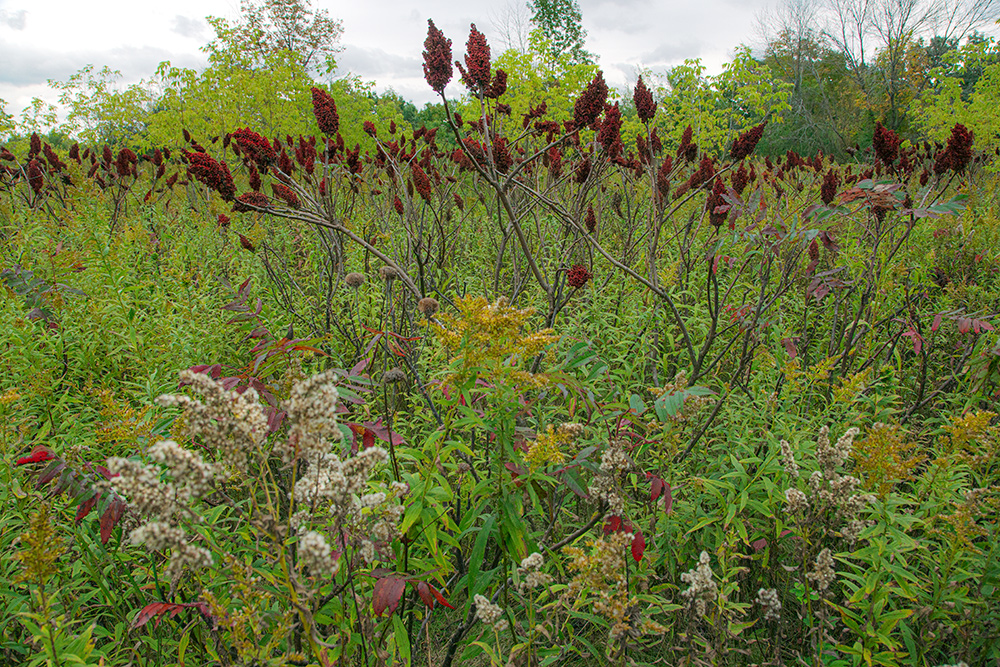 field of sumac and wildflowers at Nashotah Park