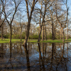 flooded section of park with woodland