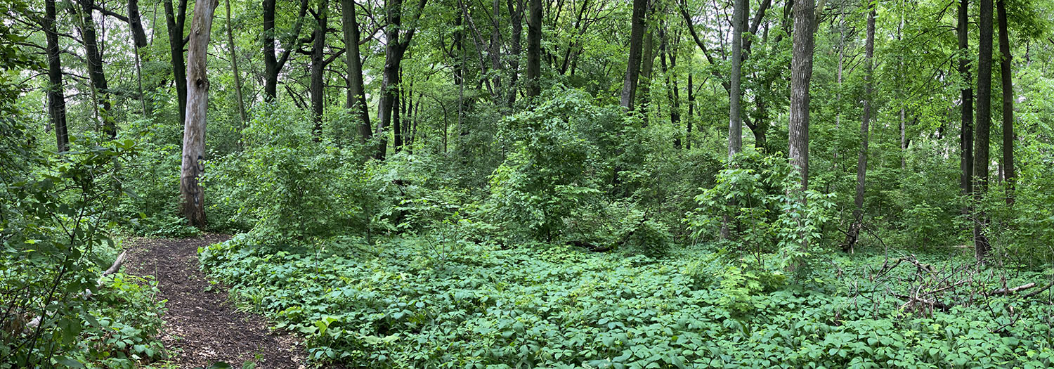 woodland panorama