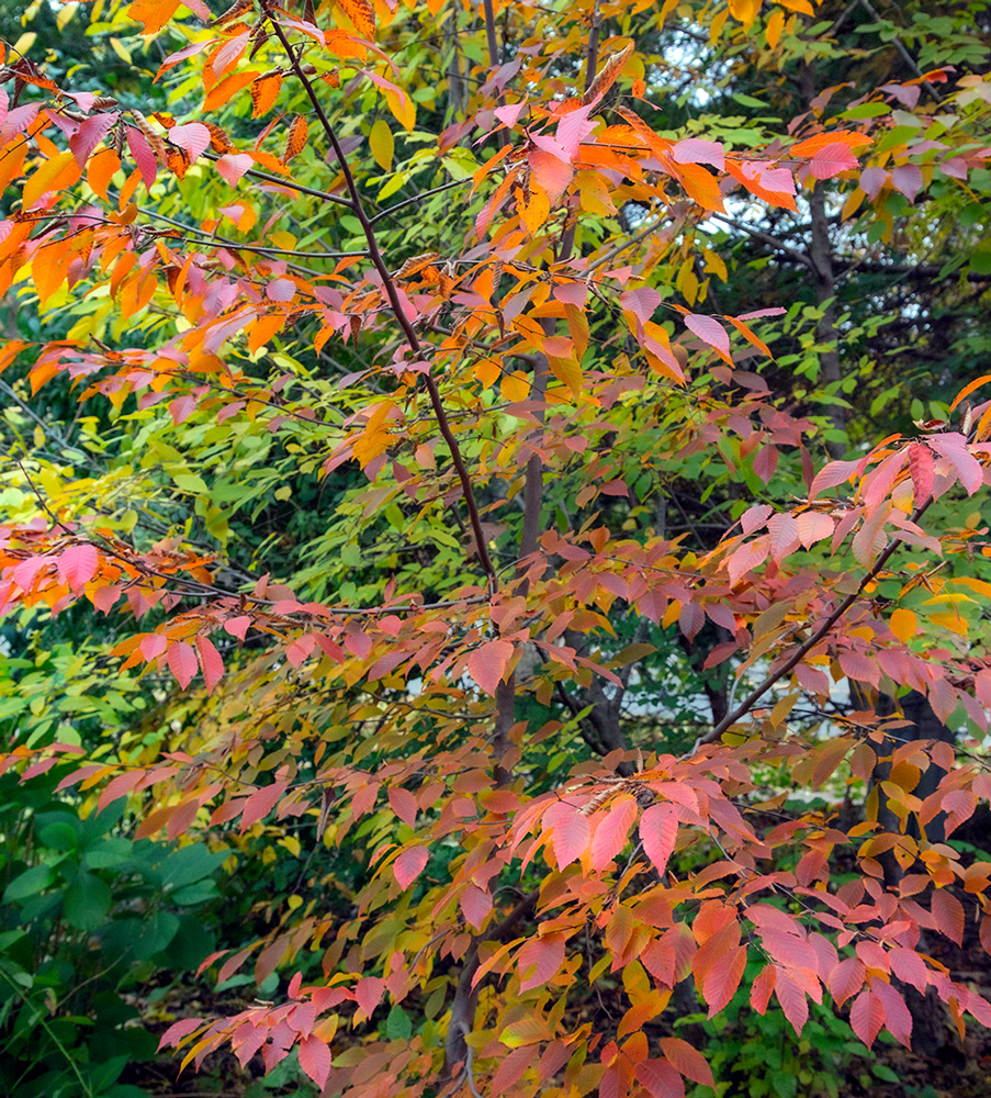 autumn red leaves