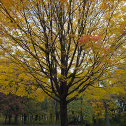 Maple in autumn