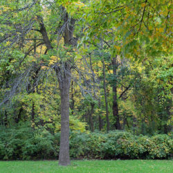 the edge of a woodland