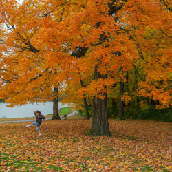 girl kicking up leaves under a bright orange maple tree