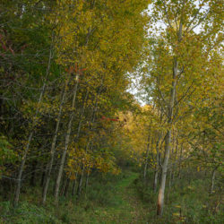 trail leading through birches