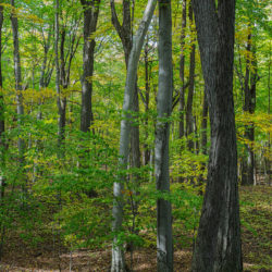 beechwood forest