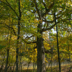 giant maple tree in autumn