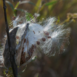 milkweed seeds