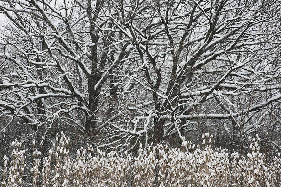 Oaks in winter snow storm