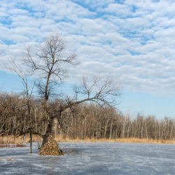 frozen pond