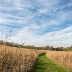 path through prairie grasses